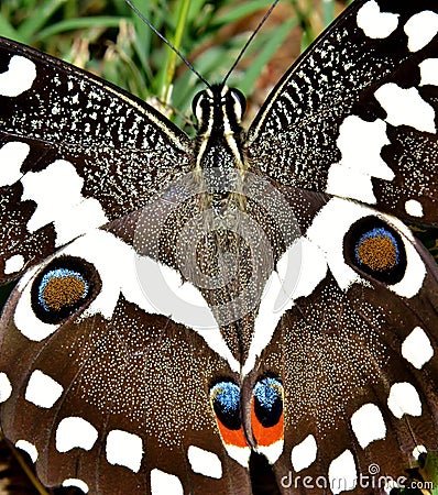 Great emperor butterfly Stock Photo