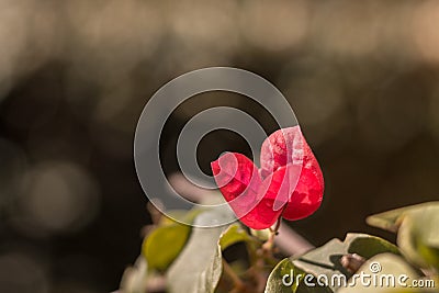 Macro image. Beautiful pink leaf on a sunny day and natural enviroment with sunlight. Vintage color. Soft and selective focus. Stock Photo