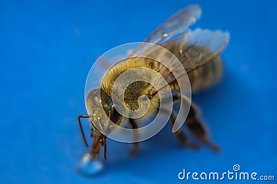 Macro image of a bee on a blue surface drinking a honey drop fro Stock Photo