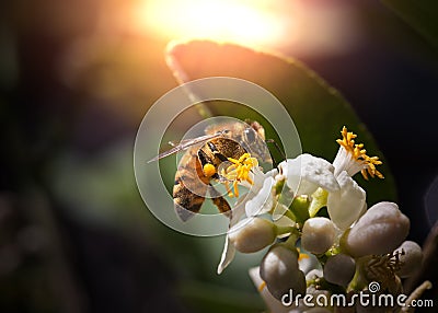 Bee Collecting Pollen From a Flower Stock Photo