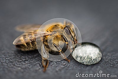 Macro image of a bee on a gray surface drinking a honey drop fro Stock Photo