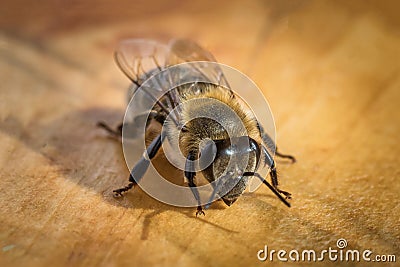 Macro image of a bee from a hive Stock Photo