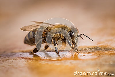 Macro image of a bee from a hive Stock Photo