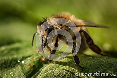 Macro image of a bee from a hive on a leaf Stock Photo