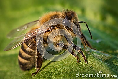 Macro image of a bee from a hive on a leaf Stock Photo