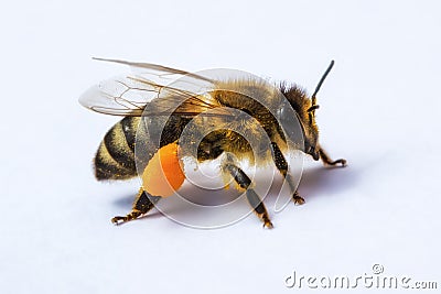 Macro image of a bee from a hive with pollen Stock Photo