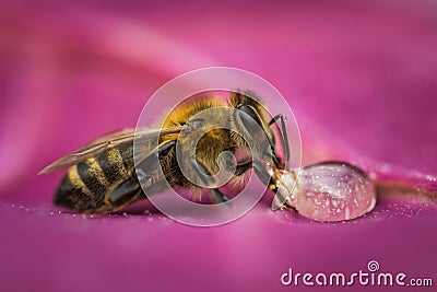 Macro image of a bee on a leaf drinking a honey drop from a hive Stock Photo
