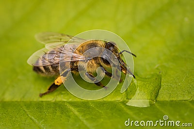 Macro image of a bee on a leaf drinking a honey drop from a hive Stock Photo