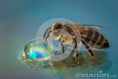 Macro image of a bee on a reflective surface drinking a honey dr Stock Photo