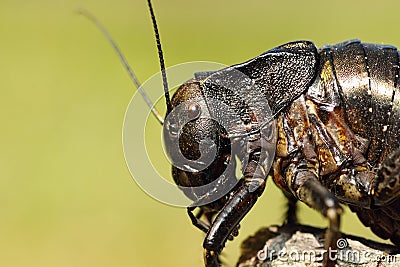 Macro image of big bellied cricket Stock Photo