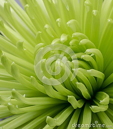 Macro image of a blossoming green chrysanthemum Stock Photo