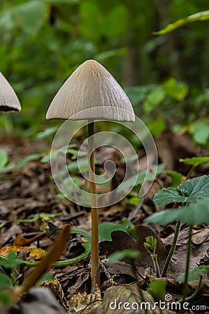 A Macro image close up of a conecap mushroom or latin name Genus Conocybe surrounded by grass Stock Photo