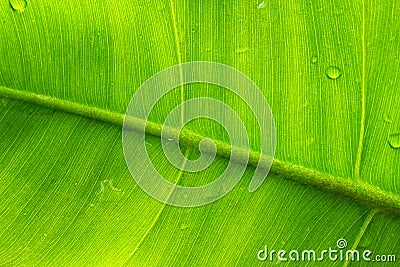 Macro image closed up texture back of leaf with water Stock Photo