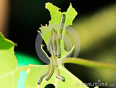 Macro image of a cluster of small white cabbage butterfly caterpillars Stock Photo