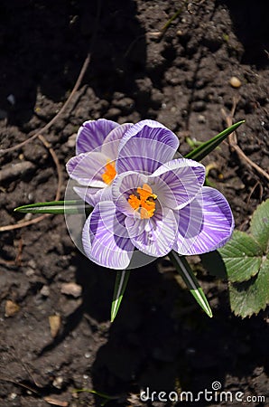 Macro image crocus early spring purple flower Stock Photo