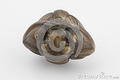 Macro image of a curled and fossilized Silurian trilobite Stock Photo