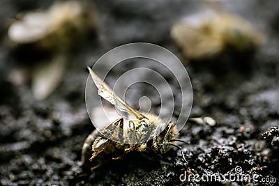 Macro image of a dead bee on a leaf of a declining beehive, plagued by the collapse of collapse and other diseases, use of Stock Photo