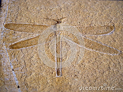 Macro image of dragonfly fossil Stock Photo