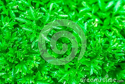 Macro image of fresh green parsley Stock Photo