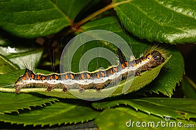 A Grey Dagger Moth Caterpillar, Acronicta psi in September in the UK Stock Photo