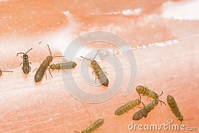 A macro image of a group of Linear Springtails, latin name Collembola Stock Photo