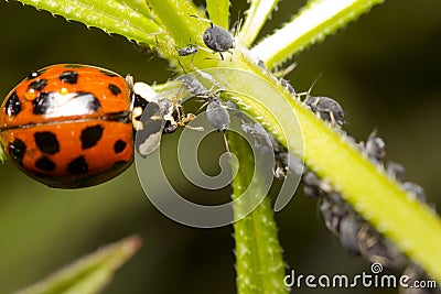 Ladybug and aphid Stock Photo