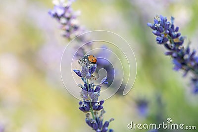 Ladybug on lavender flowers in sunny day Stock Photo