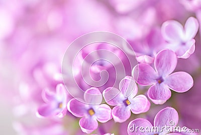 Macro image of Lilac flowers. Abstract floral background. Very shallow depth of field, selective focus Stock Photo