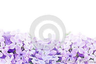 Macro image of lilac violet flowers Stock Photo
