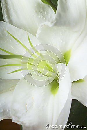 Macro image of a lilly Stock Photo