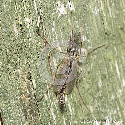 A macro image of a male Midge in the family Chironomidae Stock Photo