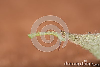 Macro image of a newly hatched and tny Sphinx caterpillar Stock Photo