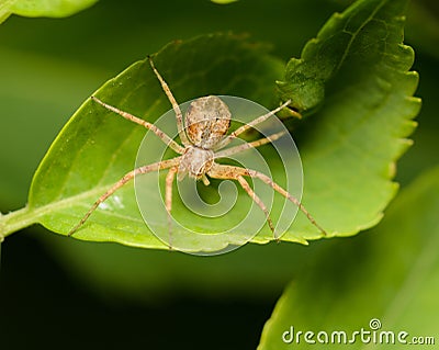 A macro image of a Philodromus sp. Running Crab Spider on a leaf Stock Photo