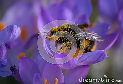 Pollen covered Bee on a winter crocus. Stock Photo