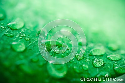 Macro image of raindrops on green leaves blur background. Front view of water drops on green leaf after rain Stock Photo