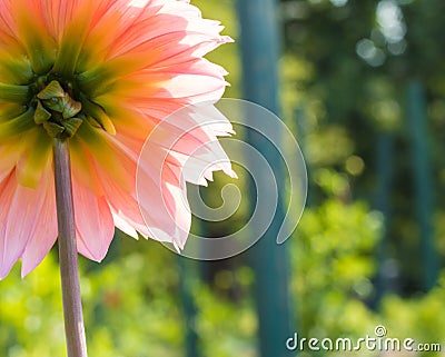 Reverse view of a peach dahlia in the sun Stock Photo