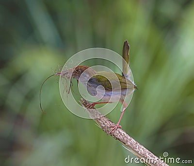A macro image of a small bird carrying nest material perched on a branch with clear bokeh in the background. Stock Photo