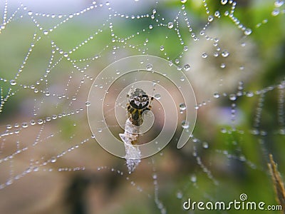 Macro image of a small spider is on dewy nest and its baitn is w Stock Photo