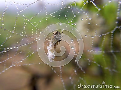 Macro image of a small spider is on dewy nest and its baitn is w Stock Photo