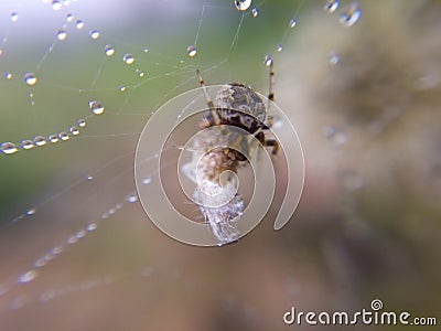 Macro image of a small spider is on dewy nest and its baitn is w Stock Photo