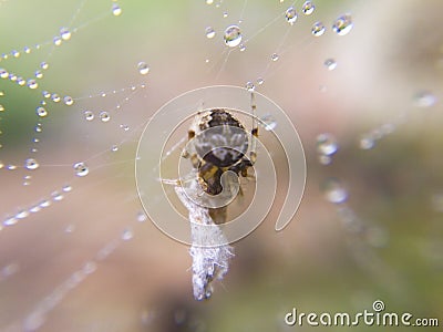 Macro image of a small spider is on dewy nest and its baitn is w Stock Photo