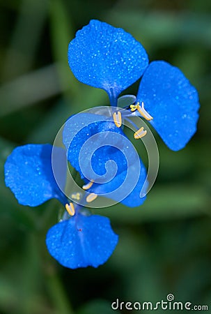 The Brilliant Blue Flowers of Scurvy Weed Commelina cyanea Stock Photo