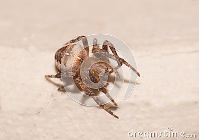 A macro image of a tiny European Garden Spider, Araneus diadematus Stock Photo