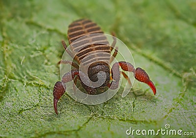 Close up macro image of a tiny Pseudoscorpion Stock Photo