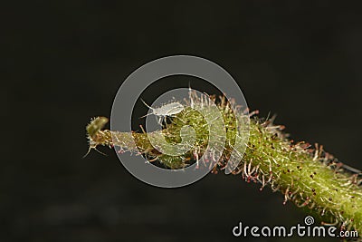 A macro image of a tiny White Aphid on a leaf stem with another hiding on the end Stock Photo