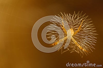 Macro image of a tiny yellow spider inside its web Stock Photo