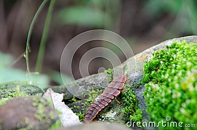 Macro image of a trilobite beetle from Phu Soi Dao National Park Stock Photo