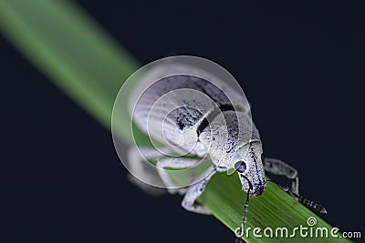 Macro Image of a White Weevil on a stem of grass Stock Photo