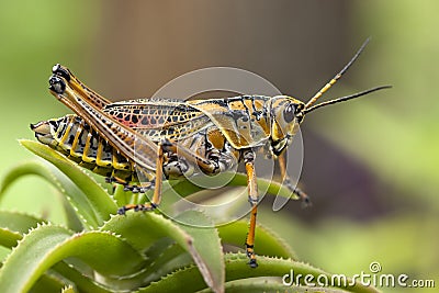 Macro image of a yellow locust. Stock Photo