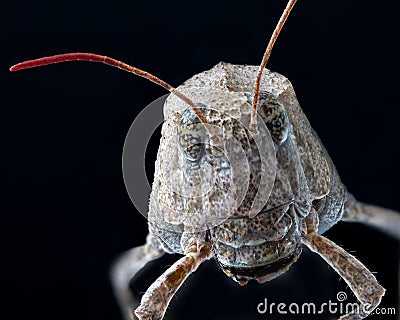 Macro of an insect : Sphingonotus caerulans Stock Photo